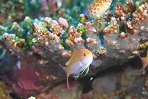 Asia, Maldives