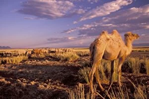 Asia, Mongolia, Gobi Desert, Great Gobi Protected Area. Camel; bactrian (Camelus