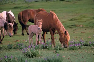 Mongolia Prints: Asia, Mongolia, Gobi Desert. Wild Horses