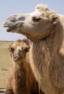 Asia, Mongolia, Western Mongolia, Lake Tolbo, Bactrian camels (Camelus bactrianus)