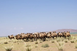 Asia, Mongolia, Western Mongolia, Lake Tolbo, Bactrian camels (Camelus bactrianus)