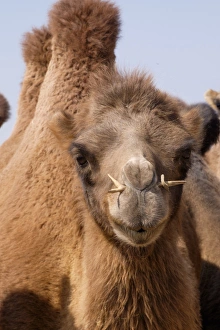 Asia, Mongolia, Western Mongolia, Lake Tolbo, Bactrian camels (Camelus bactrianus)