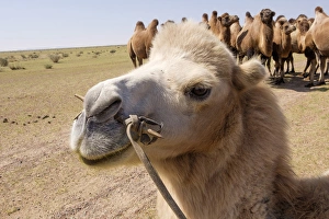 Asia, Mongolia, Western Mongolia, Lake Tolbo, Bactrian camels (Camelus bactrianus)