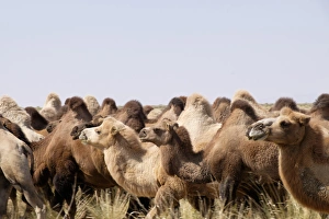Asia, Mongolia, Western Mongolia, Lake Tolbo, Bactrian camels (Camelus bactrianus)