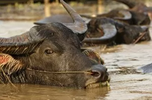 Images Dated 23rd March 2006: Asia, Myanmar, water buffalo (Bubalus bubalus) wallowing in river