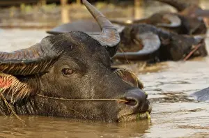 Wallow Prints: Asia, Myanmar, water buffalo (Bubalus bubalus) wallowing in river