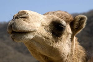 Dromedary Prints: Asia, Oman