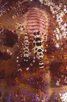 Michele Westmorland Prints: Asia, Papua New Guinea. Coleman Shrimp on Fire Urchin