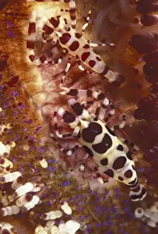 Shrimp Prints: Asia, Papua New Guinea. Coleman Shrimp (Perciclimenes coleman) on Fire Urchin (Asthenosoma