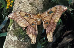 Asia, Papua New Guinea, Highland territory. Hercules of Atlas Moth (Attacua atlas)