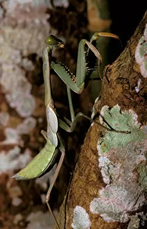 Images Dated 20th April 2006: Asia, Papua New Guinea, Mount Amungwiwa region. Praying Mantis, tenodera sinesis