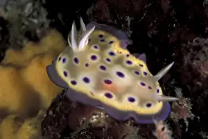 Michele Westmorland Prints: Asia, Papua New Guinea. Nudibranch (Nembrotha kubaryana)