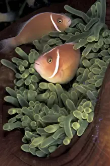 Michele Westmorland Prints: Asia, Papua New Guinea. Pink Annemonefish (Anphiprion perideranon) on bleached annemone