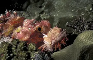 Michele Westmorland Prints: Asia, Papua New Guinea. Tasseled scorpionfish (Scorpaenopsis oxycephala)