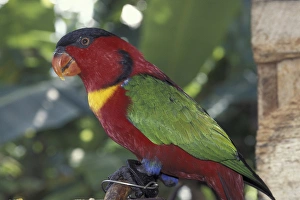 Michele Westmorland Prints: Asia, Papua New Guinea. Tropical Bird