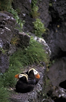 Ledge Prints: Asia, Pribilof Islands, St. Paul. Tufted Puffin (Fratercula cirrhata)
