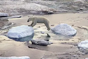 Leap Prints: Asia, Russia, Siberian Arctic. Polar bear leaping across floating ice