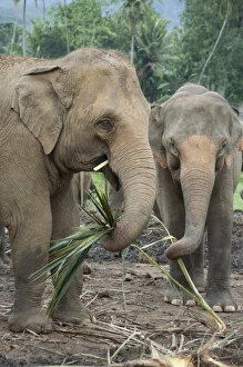 Images Dated 4th January 2011: Asia, Sri Lanka