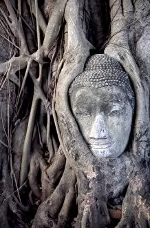 Asia, Thailand, Ayutthaya, Buddha head sculpture encased in tree roots