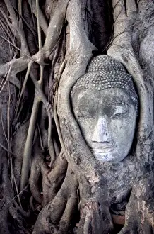 Ayutthaya Prints: Asia, Thailand, Ayutthaya, Buddha head sculpture encased in tree roots