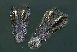 Asia, Thailand. Crocodile heads (Crocodilius-porosus)