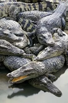 Asia, Thailand. Crocodiles (Crocodilius-porosus)