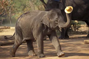Images Dated 17th October 2003: Asia, Thailand, Lampang Bowing with hat - Thai Elephant Conservation Center