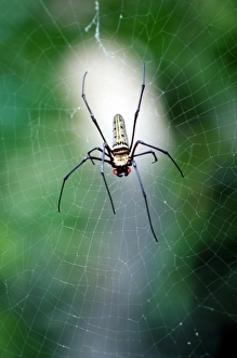Images Dated 17th May 2007: Asia, Thailand, Spider