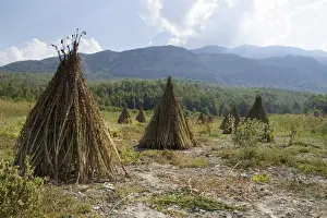 Images Dated 19th September 2014: Asia, Turkey, Sesame Seeds drying at harvest time in Turkey