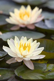 Asia, Vietnam
