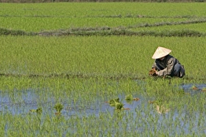 Images Dated 19th January 2009: Asia, Vietnam