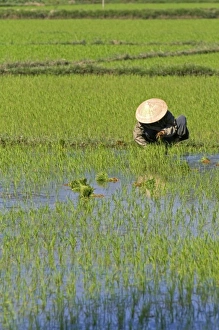 Images Dated 19th January 2009: Asia, Vietnam