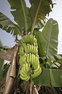 Images Dated 15th January 2006: Asia, Vietnam. Green bananas on the tree, Can Tho
