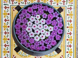 Floating Prints: Asia, Vietnam, Mui Ne. Pink and white flowers floating on water in a large pot