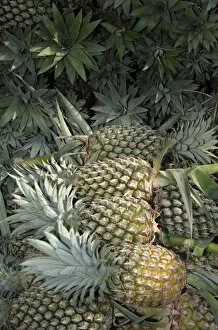 Images Dated 15th January 2006: Asia, Vietnam. Pineapples in the hold of a Mekong River boat, Can Tho