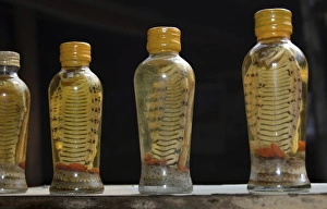 Vietnam Prints: Asia, Vietnam. Snake wine for sale, Cai Be, Tien Giang Province