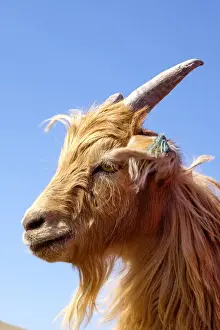 Images Dated 18th August 2015: Asia, Western Mongolia. Inner Mongolian Cashmere goat adapts well to desert and semidesert