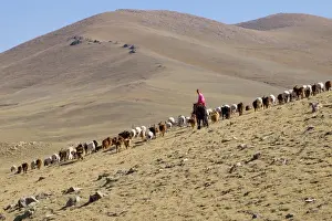 Images Dated 18th August 2015: Asia, Western Mongolia, young female Goat herders on horseback. Editorial Only