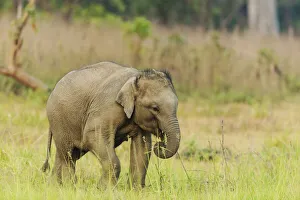 Savanna Prints: Asian Elephant calf. Corbett National Park, India