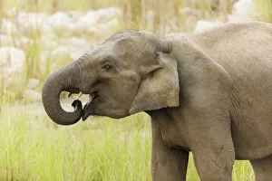 Images Dated 29th September 2019: Asian Elephant drinking water, Corbett National Park, India