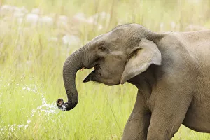 Images Dated 29th September 2019: Asian Elephant drinking water, Corbett National Park, India