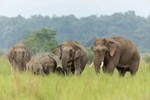 Asian Elephant family, Corbett National Park, India