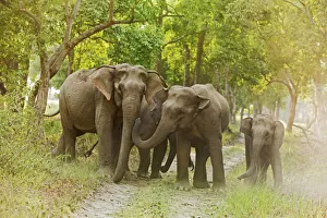 Asian Elephant family on the jungle track. Corbett National Park, India Asian Elephant family on the jungle track. Corbett National Park, India