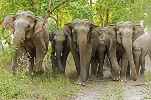 Asian Elephant Family in the Sal Forest. Corbett National Park, India Asian Elephant Family in the Sal Forest. Corbett National Park, India