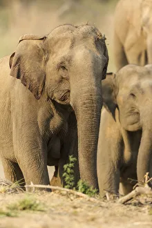 Images Dated 29th September 2019: Asian Elephant (female), Corbett National Park, India