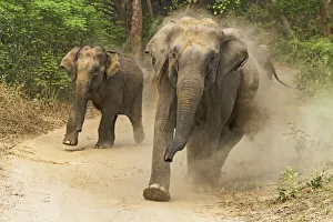 Images Dated 29th September 2019: Asian Elephants charging, Corbett National Park, India
