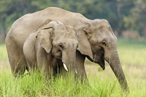 Couple Prints: Asian Elephants, Corbett National Park, India