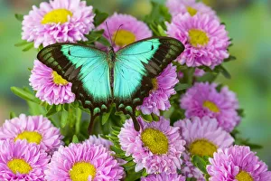 Images Dated 21st March 2019: Asian tropical swallowtail butterfly Papilio larquinianus on pink flowering mums