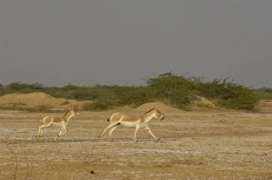 Images Dated 12th November 2006: Asiatic Wild Ass (Equus hemionus khur). Rann of Kutch. Gujarat. SW INDIA