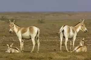 Images Dated 12th November 2006: Asiatic Wild Ass (Equus hemionus khur). Rann of Kutch. Gujarat. SW INDIA